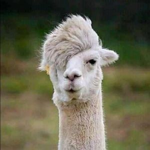 Meet your Posher, Isaiah